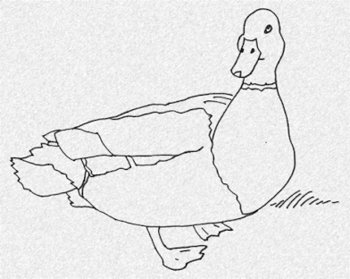 DUCK OUTLINE